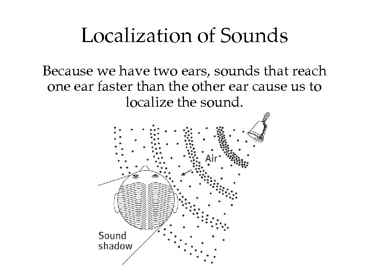 Localization of Sounds Because we have two ears, sounds that reach one ear faster
