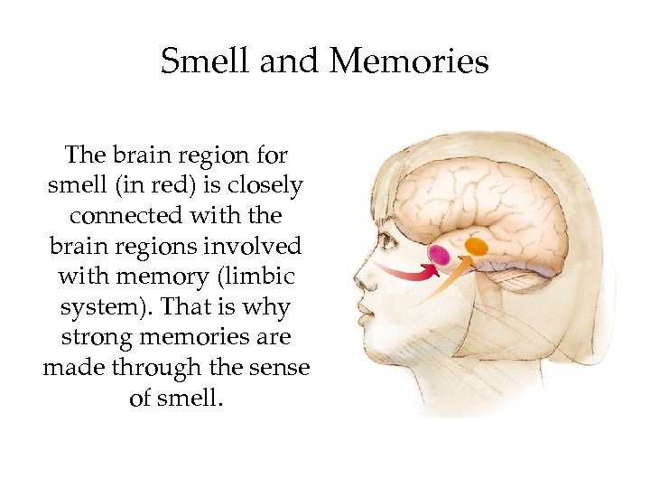 Smell and Memories The brain region for smell (in red) is closely connected with