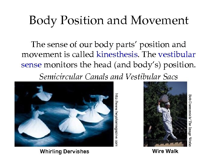 Body Position and Movement The sense of our body parts’ position and movement is