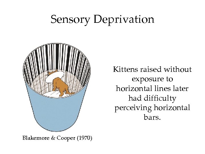 Sensory Deprivation Kittens raised without exposure to horizontal lines later had difficulty perceiving horizontal