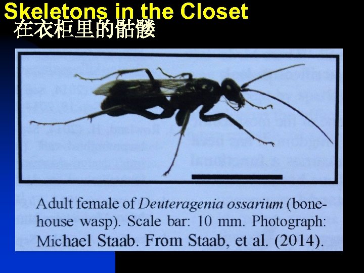 Skeletons in the Closet 在衣柜里的骷髅 