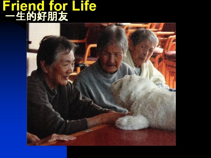 Friend for Life 一生的好朋友 