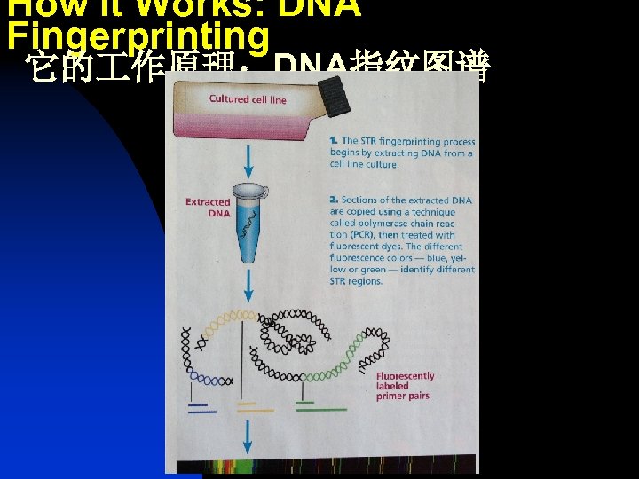 How It Works: DNA Fingerprinting 它的 作原理：DNA指纹图谱 