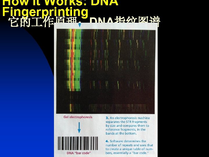 How It Works: DNA Fingerprinting 它的 作原理：DNA指纹图谱 