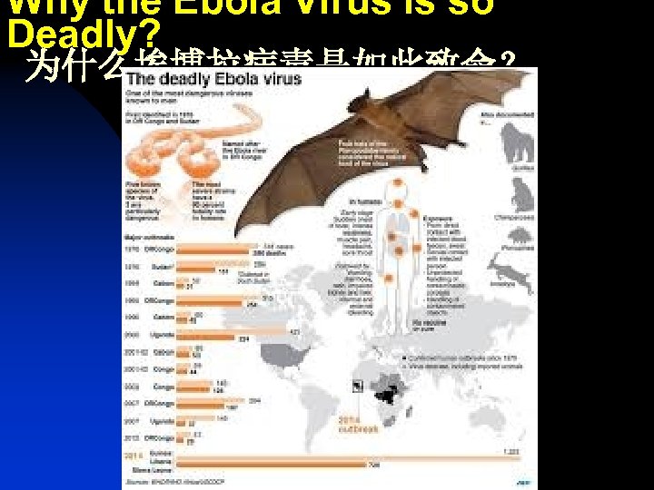 Why the Ebola Virus is so Deadly? 为什么埃博拉病毒是如此致命？ 