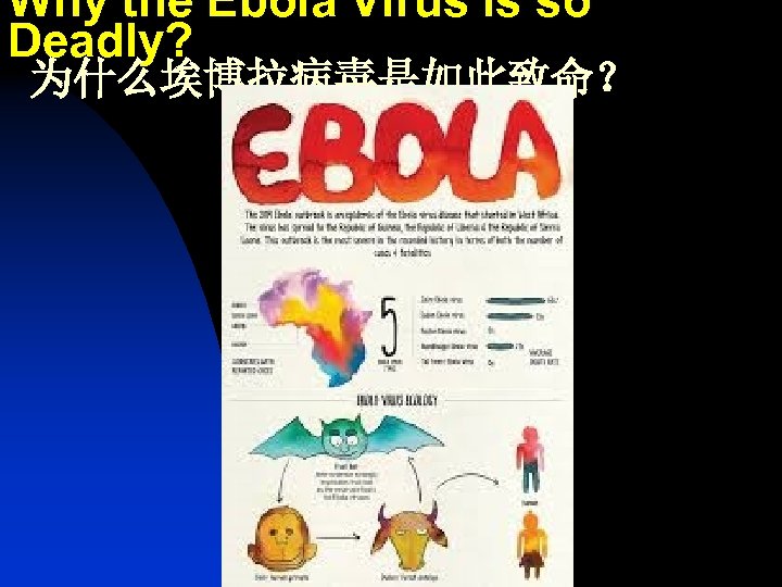Why the Ebola Virus is so Deadly? 为什么埃博拉病毒是如此致命？ 