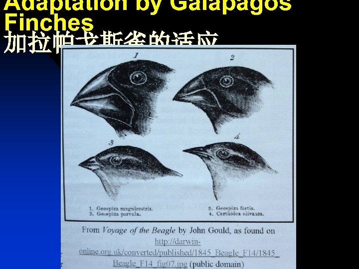 Adaptation by Galapagos Finches 加拉帕戈斯雀的适应 