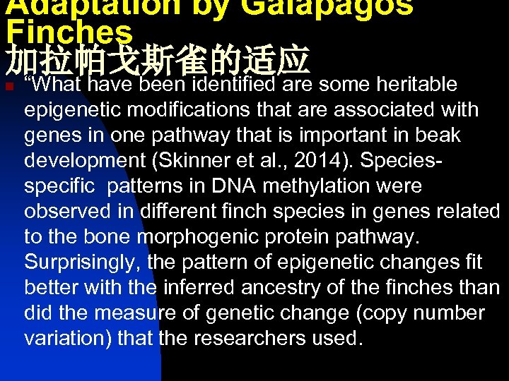 Adaptation by Galapagos Finches 加拉帕戈斯雀的适应 n “What have been identified are some heritable epigenetic