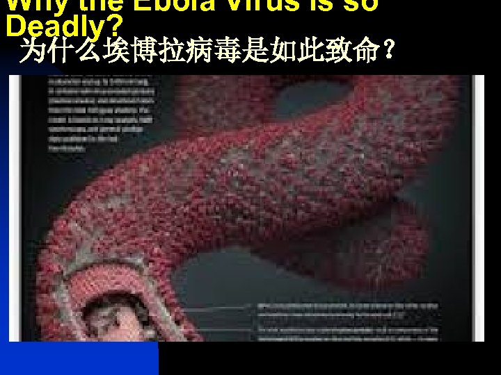 Why the Ebola Virus is so Deadly? 为什么埃博拉病毒是如此致命？ 