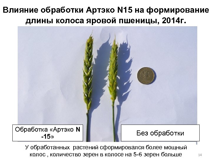 Влияние обработки Артэко N 15 на формирование длины колоса яровой пшеницы, 2014 г. Обработка