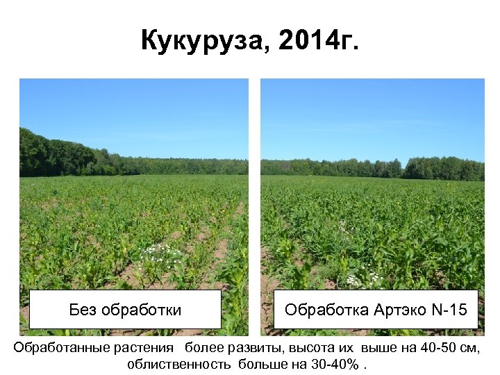 Кукуруза, 2014 г. Без обработки Обработка Артэко N-15 Обработанные растения более развиты, высота их