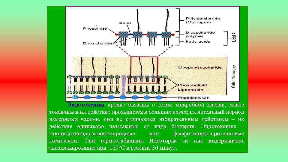  Эндотоксины крепко связаны с телом микробной клетки, менее токсичны и их действие проявляєтся