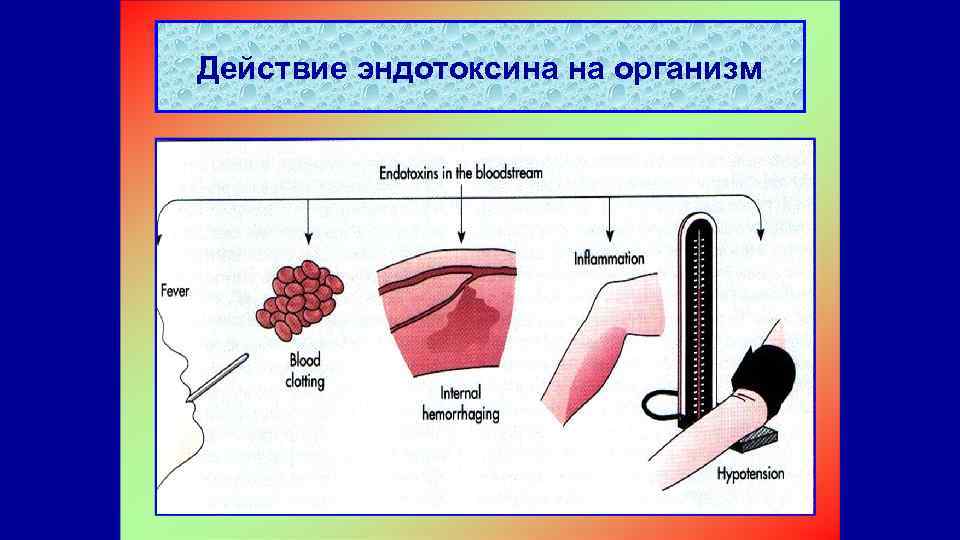 Действие эндотоксина на организм 