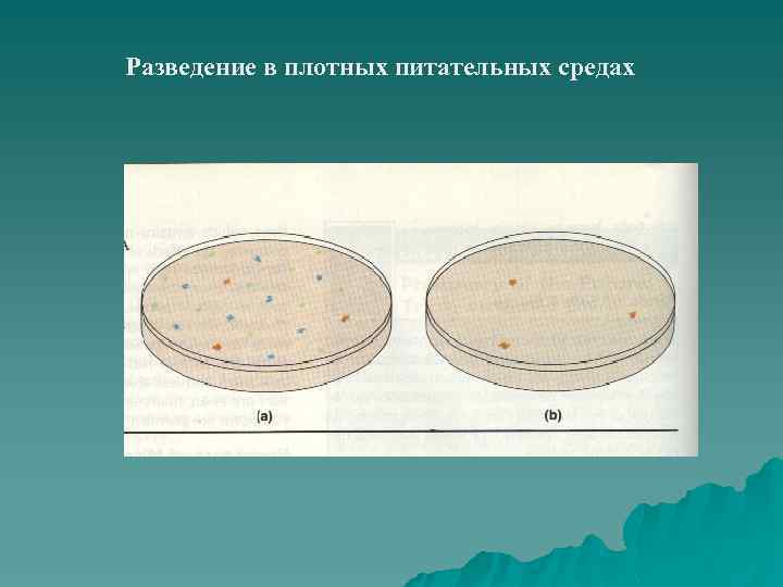 Разведение в плотных питательных средах 