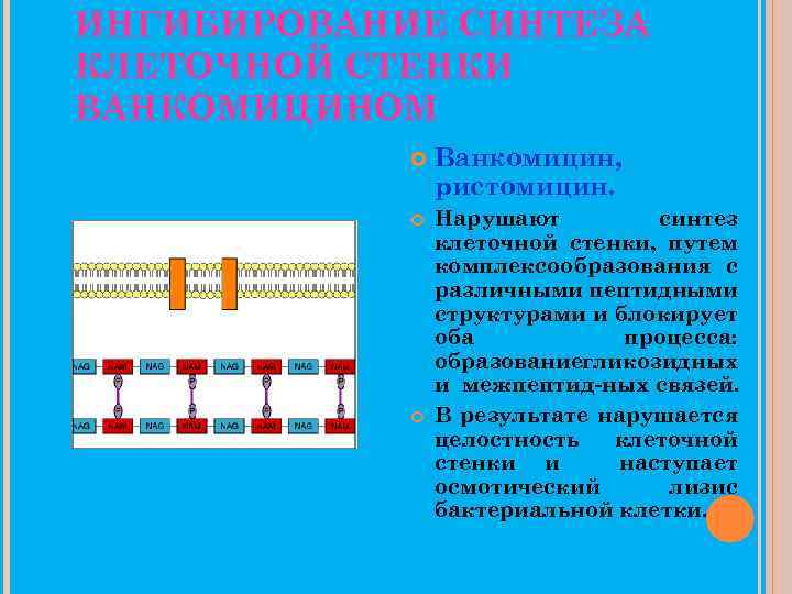 Нарушают синтез клеточной стенки