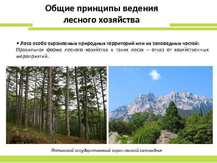 Реферат: Устойчивое лесопользование