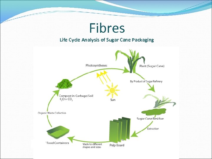 Fibres Life Cycle Analysis of Sugar Cane Packaging 