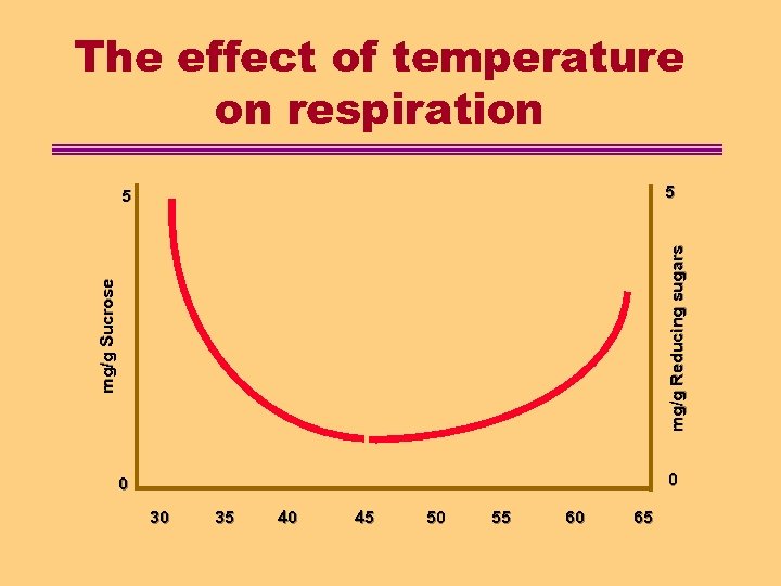The effect of temperature on respiration 5 mg/g Sucrose mg/g Reducing sugars 5 0