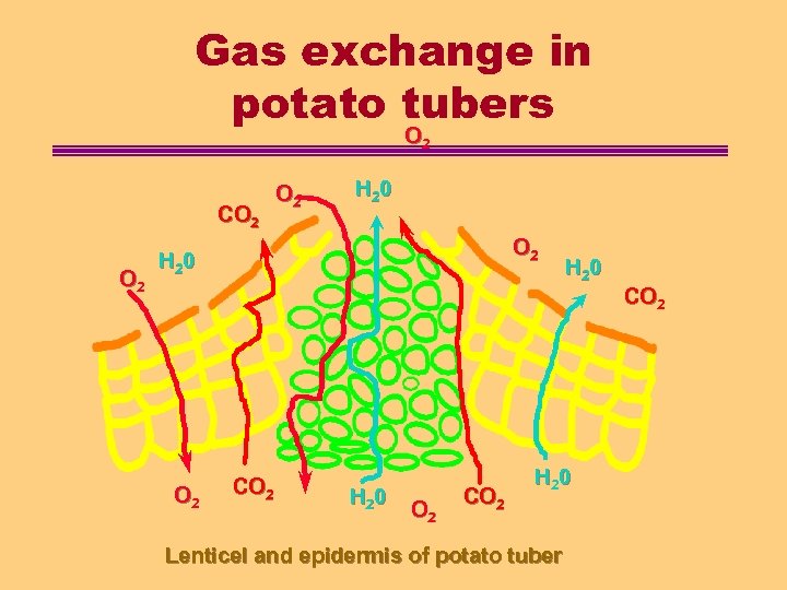 Gas exchange in potato tubers O 2 CO 2 O 2 H 2 0