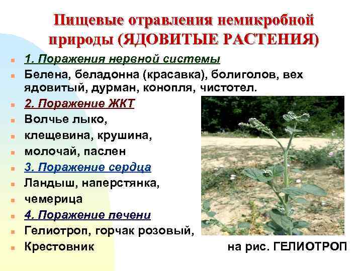 Пищевые отравления немикробной природы (ЯДОВИТЫЕ РАСТЕНИЯ) n n n 1. Поражения нервной системы Белена,