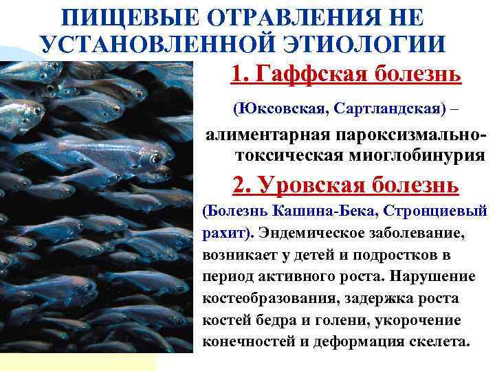 ПИЩЕВЫЕ ОТРАВЛЕНИЯ НЕ УСТАНОВЛЕННОЙ ЭТИОЛОГИИ 1. Гаффская болезнь (Юксовская, Сартландская) – алиментарная пароксизмальнотоксическая миоглобинурия