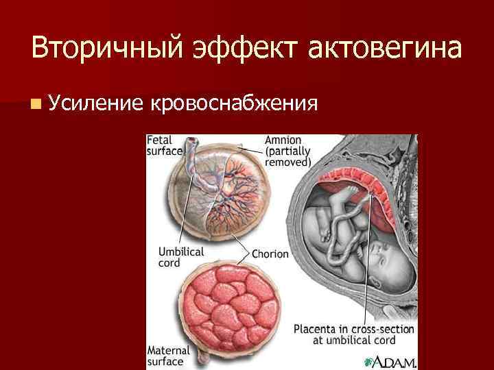 Вторичный эффект актовегина n Усиление кровоснабжения 