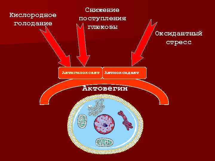 Кислородное голодание Снижение поступления глюкозы Антигипоксант Антиоксидант Актовегин Оксидантный стресс 