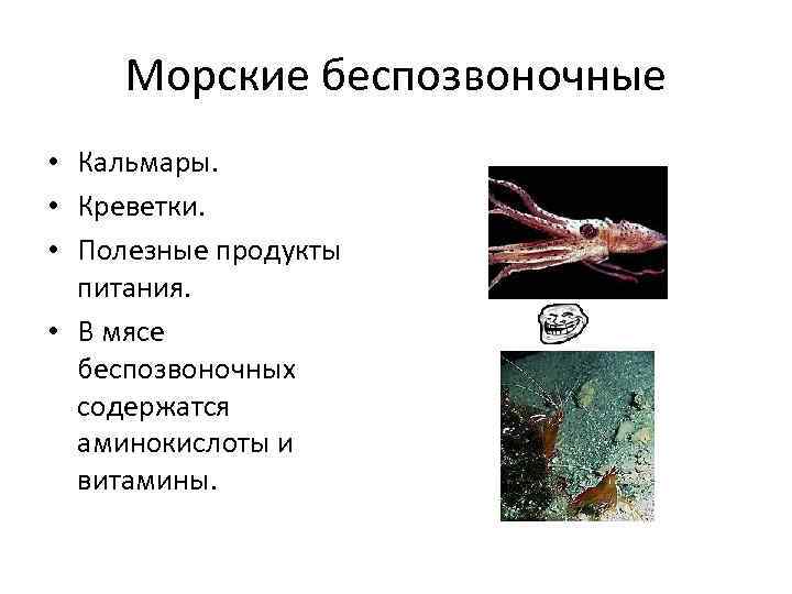 Морские беспозвоночные • Кальмары. • Креветки. • Полезные продукты питания. • В мясе беспозвоночных