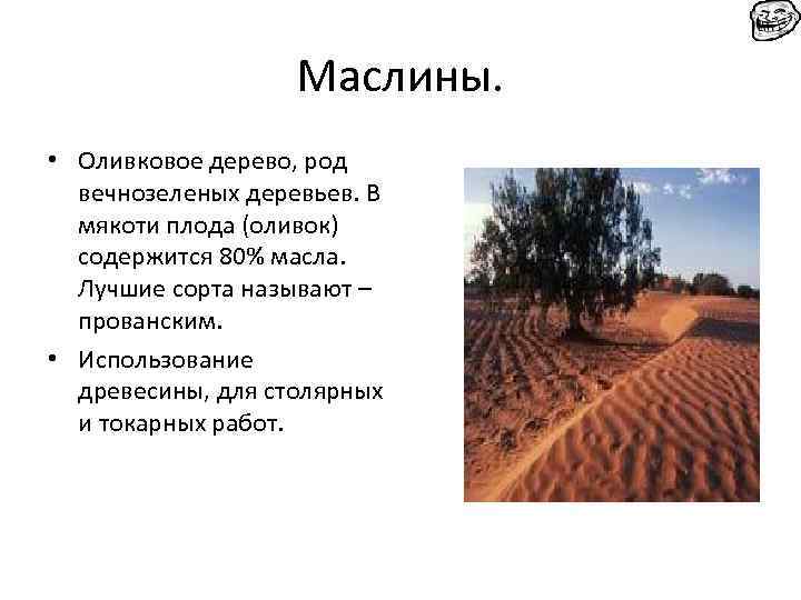 Маслины. • Оливковое дерево, род вечнозеленых деревьев. В мякоти плода (оливок) содержится 80% масла.