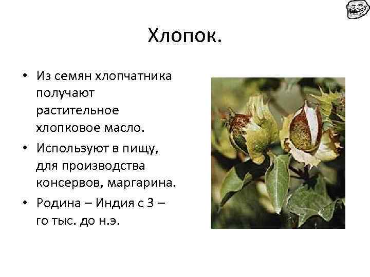 Хлопок. • Из семян хлопчатника получают растительное хлопковое масло. • Используют в пищу, для