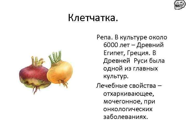 Клетчатка. Репа. В культуре около 6000 лет – Древний Египет, Греция. В Древней Руси