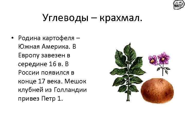 Углеводы – крахмал. • Родина картофеля – Южная Америка. В Европу завезен в середине