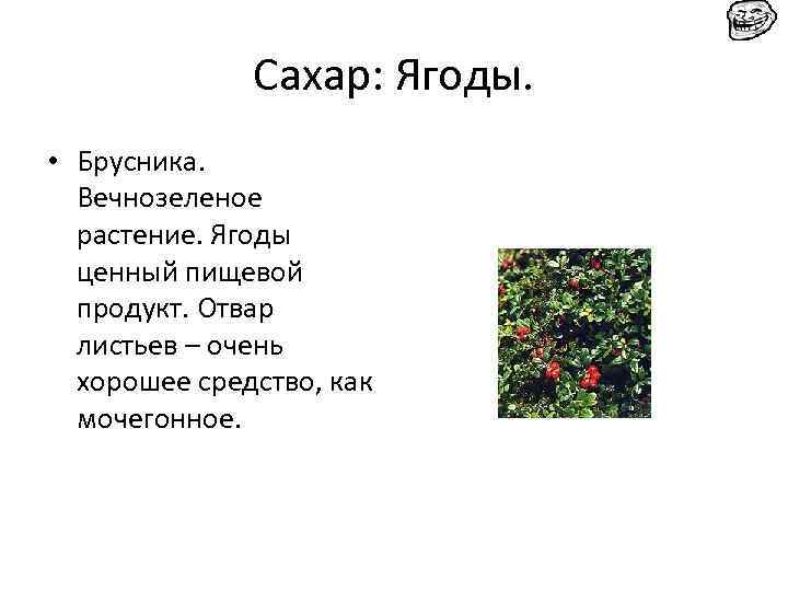 Сахар: Ягоды. • Брусника. Вечнозеленое растение. Ягоды ценный пищевой продукт. Отвар листьев – очень