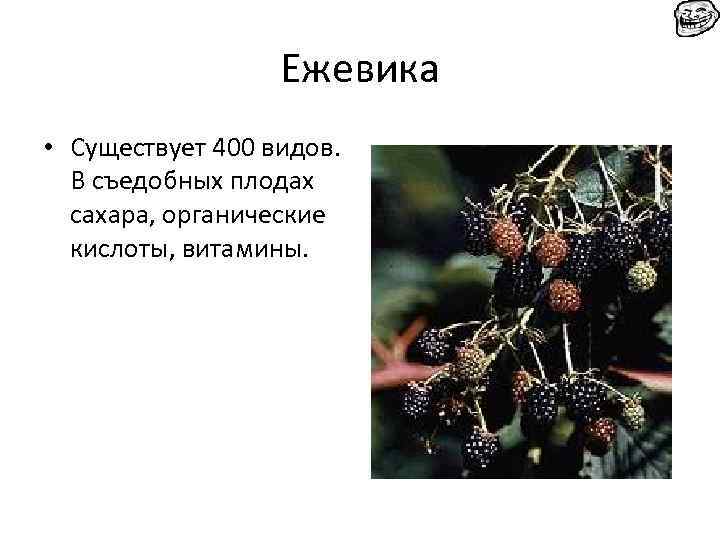 Ежевика • Существует 400 видов. В съедобных плодах сахара, органические кислоты, витамины. 