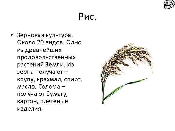 Рис. • Зерновая культура. Около 20 видов. Одно из древнейших продовольственных растений Земли. Из