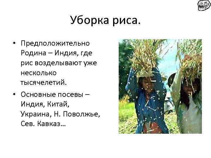 Уборка риса. • Предположительно Родина – Индия, где рис возделывают уже несколько тысячелетий. •