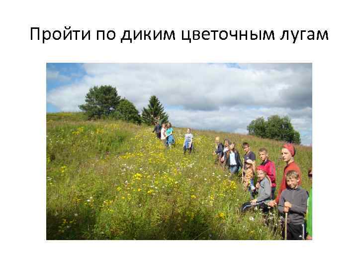 Пройти по диким цветочным лугам 