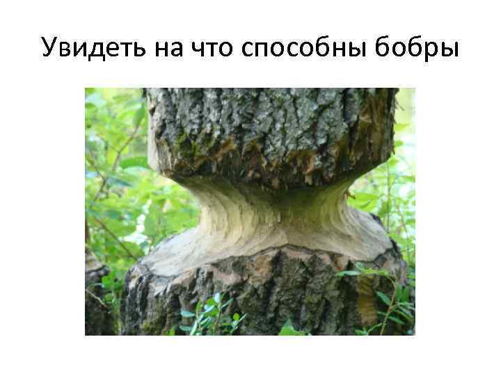 Увидеть на что способны бобры 