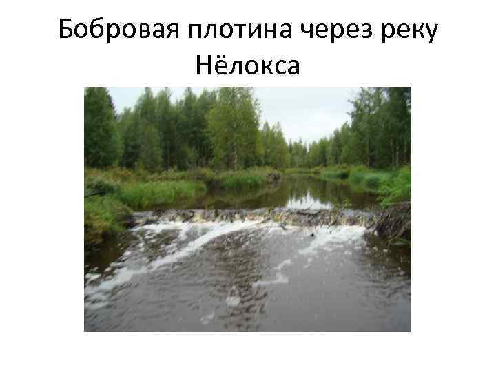 Бобровая плотина через реку Нёлокса 