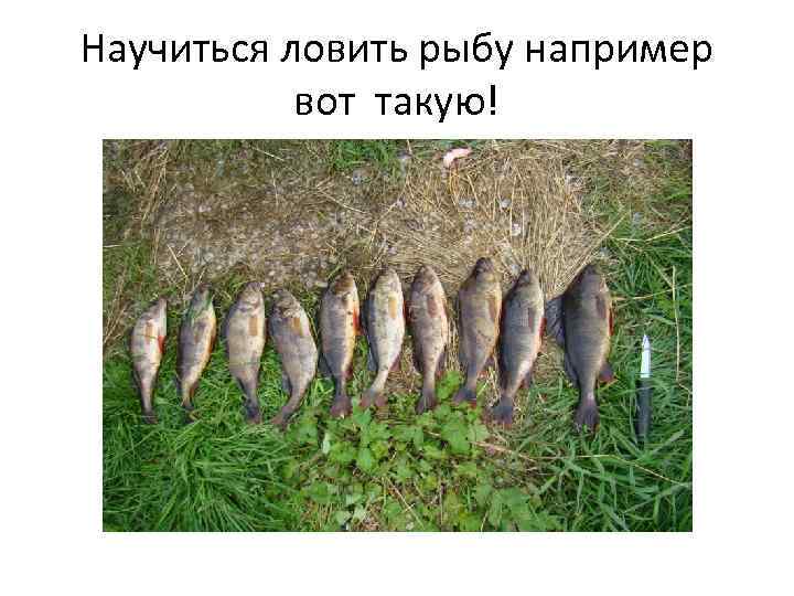 Научиться ловить рыбу например вот такую! 