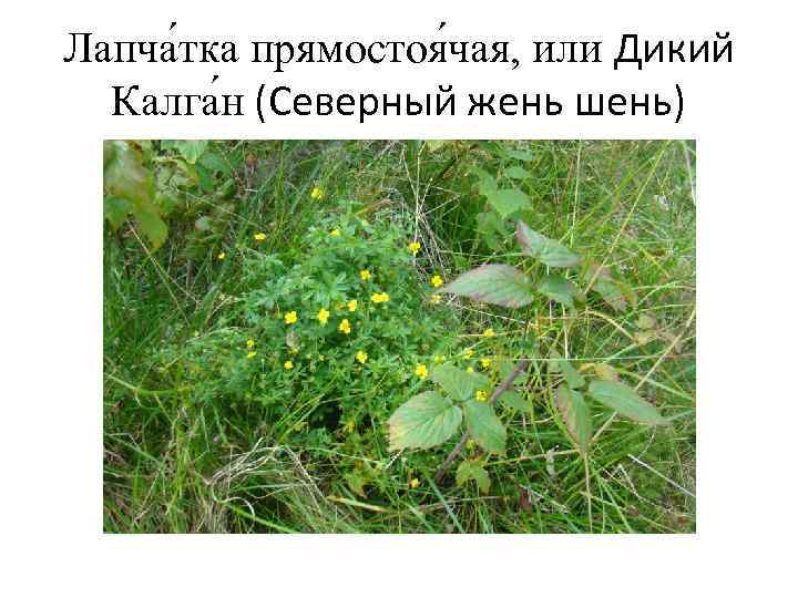 Лапча тка прямостоя чая, или Дикий Калга н (Северный жень шень) 