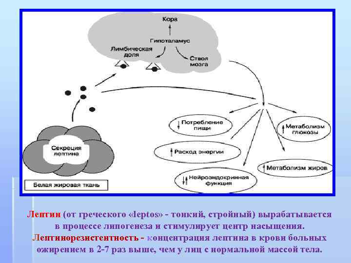 Лептин (от греческого «leptos» - тонкий, стройный) вырабатывается в процессе липогенеза и стимулирует центр