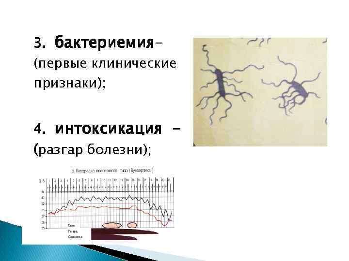 3. бактериемия(первые клинические признаки); 4. интоксикация (разгар болезни); 