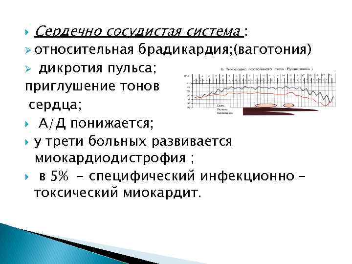  Сердечно сосудистая система : Ø относительная брадикардия; (ваготония) Ø дикротия пульса; приглушение тонов