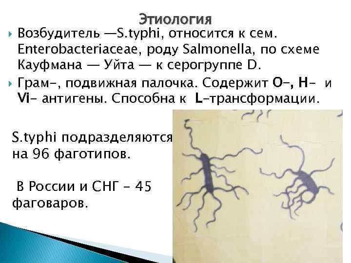  Этиология Возбудитель —S. typhi, относится к сем. Enterobacteriaceae, роду Salmonella, по схеме Кауфмана