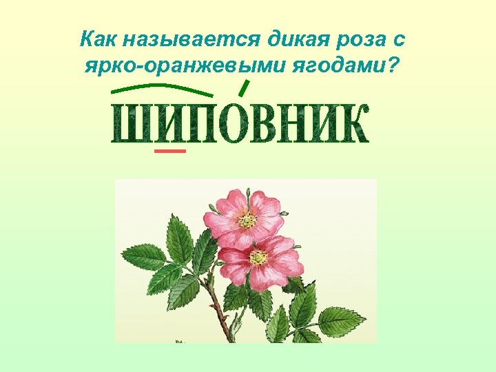 Как называется дикая роза с ярко-оранжевыми ягодами? 