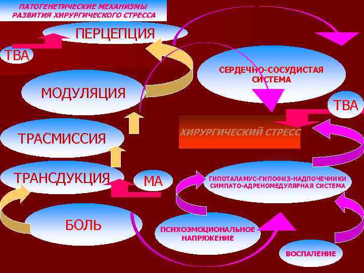ПАТОГЕНЕТИЧЕСКИЕ МЕХАНИЗМЫ РАЗВИТИЯ ХИРУРГИЧЕСКОГО СТРЕССА ПЕРЦЕПЦИЯ ТВА СЕРДЕЧНО-СОСУДИСТАЯ СИСТЕМА МОДУЛЯЦИЯ ТВА ХИРУРГИЧЕСКИЙ СТРЕСС ТРАСМИССИЯ
