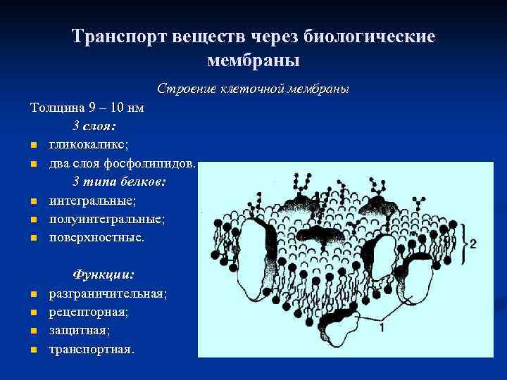 Транспорт веществ через биологические мембраны Строение клеточной мембраны Толщина 9 – 10 нм 3