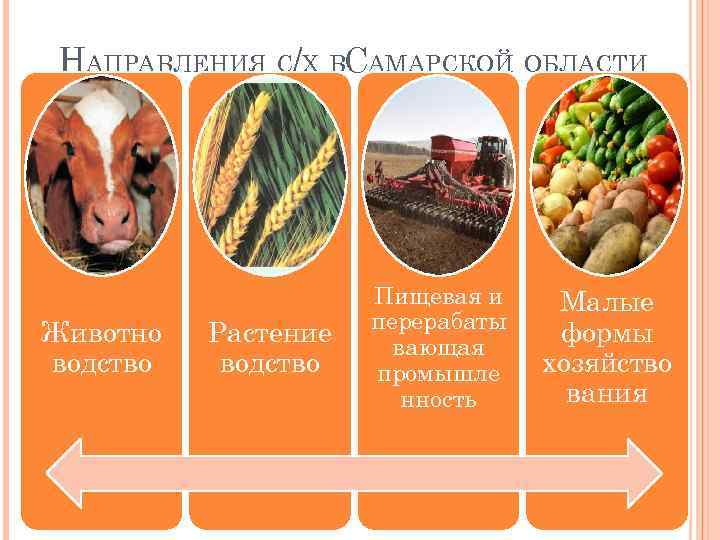 НАПРАВЛЕНИЯ С/Х ВСАМАРСКОЙ ОБЛАСТИ Животно водство Растение водство Пищевая и перерабаты вающая промышле нность