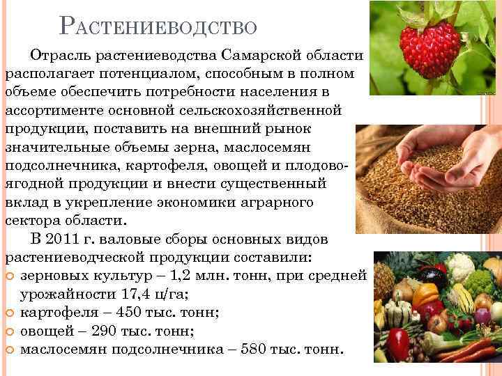 Основные отрасли растениеводства